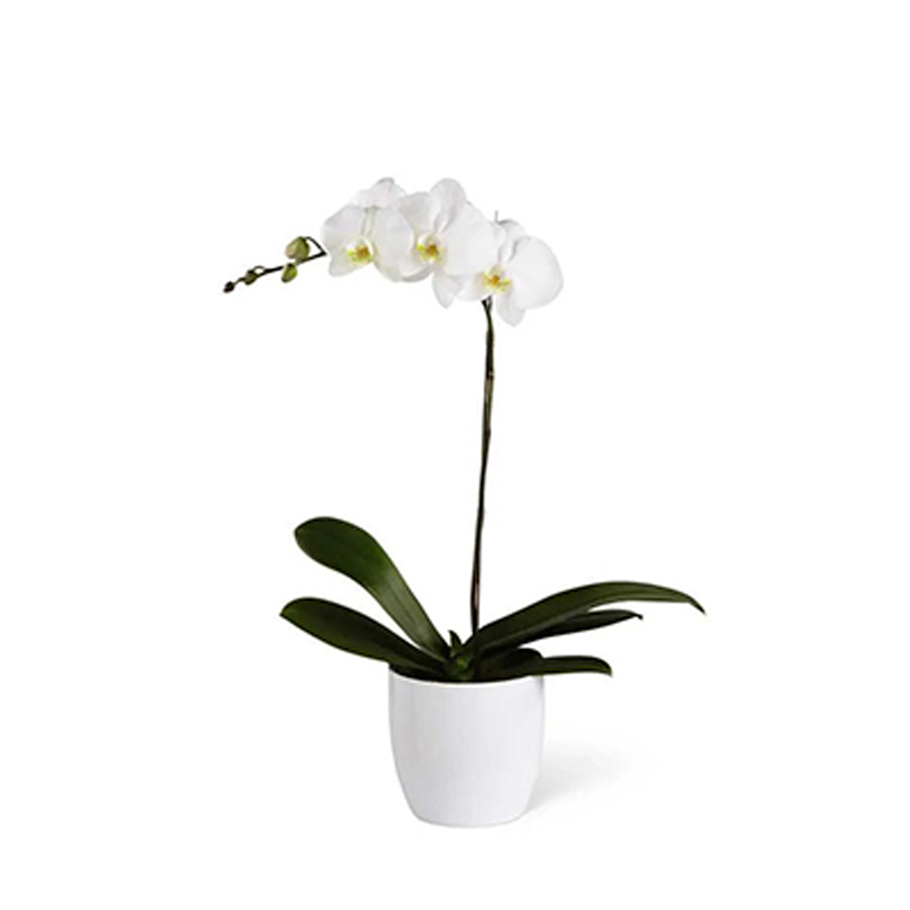 Single Orchid Plant