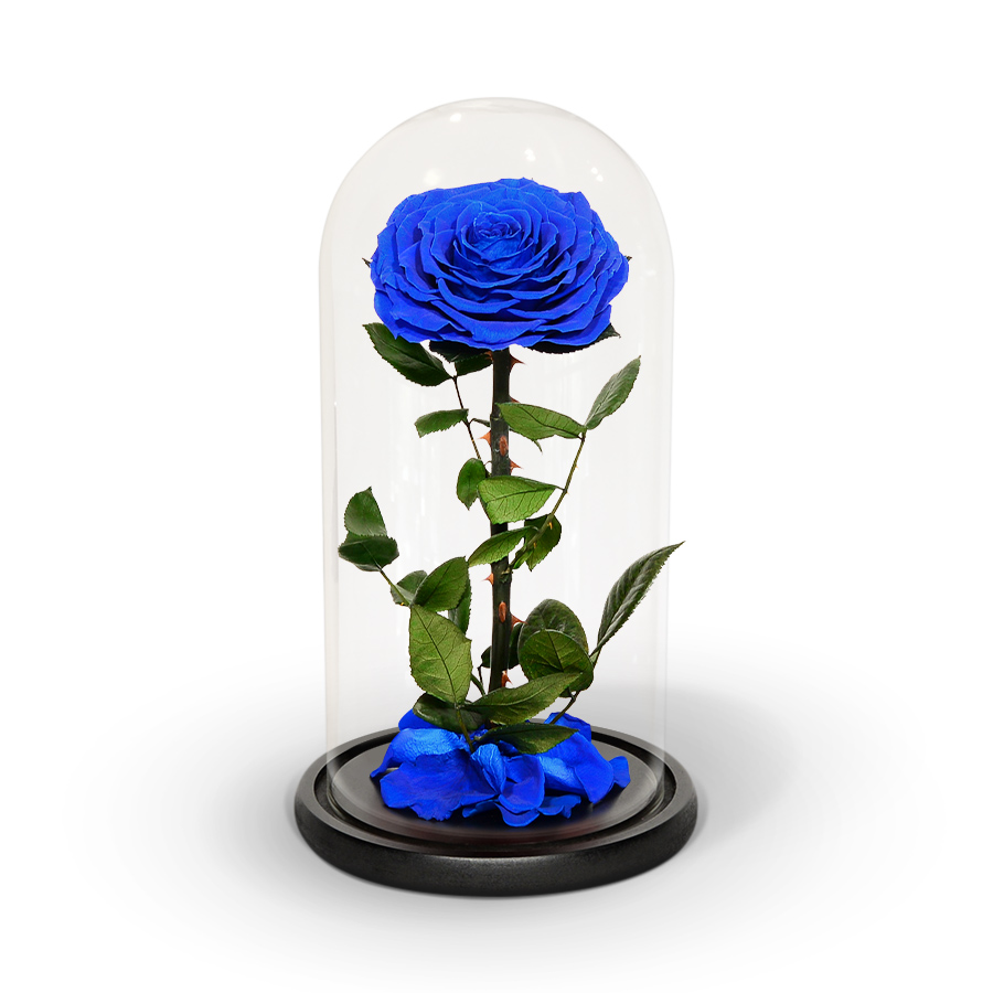 blue سنغل
