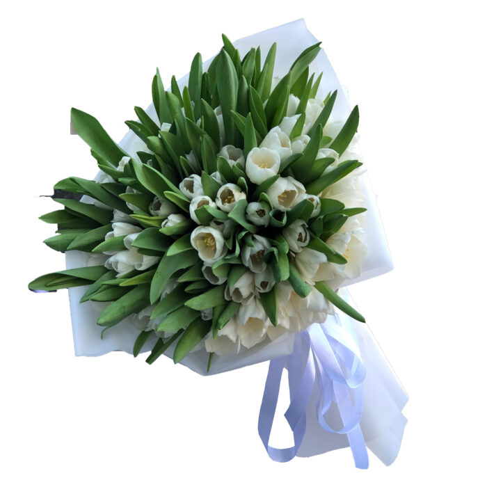 70 white tulips